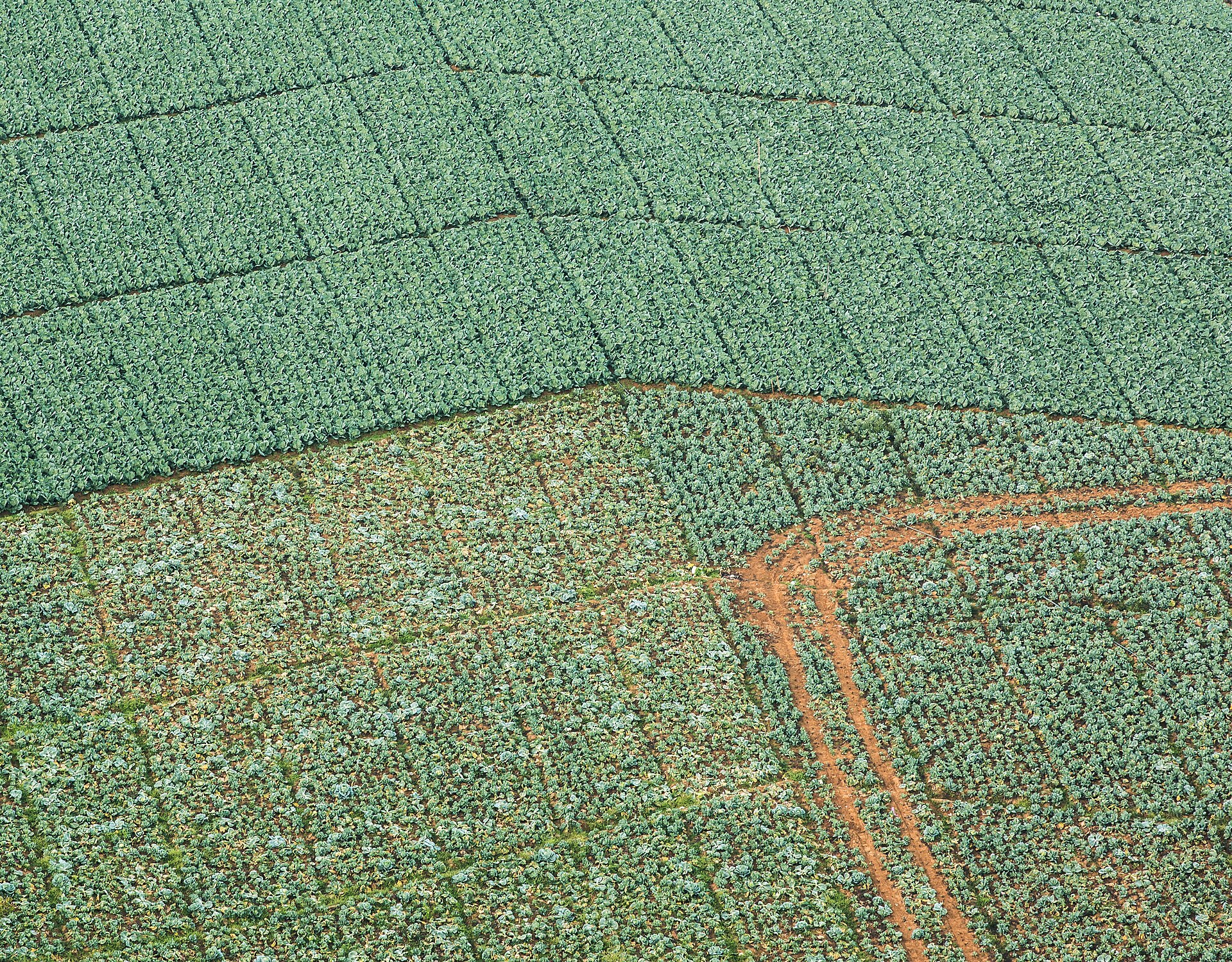 Terraced cabbage fields on the slopes of Phu Thap Boek