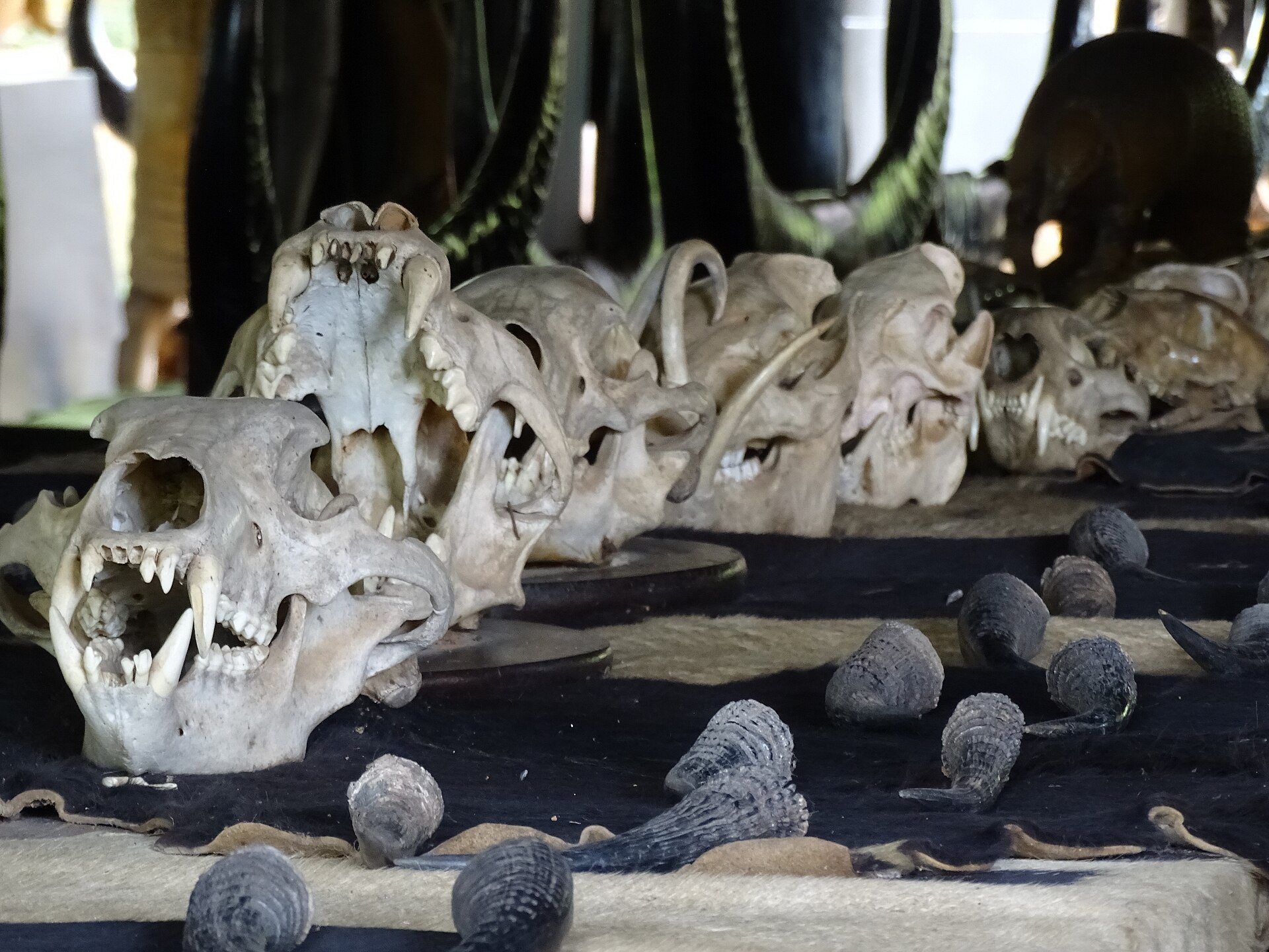 Animal skeleton collection at Baan Dam Museum